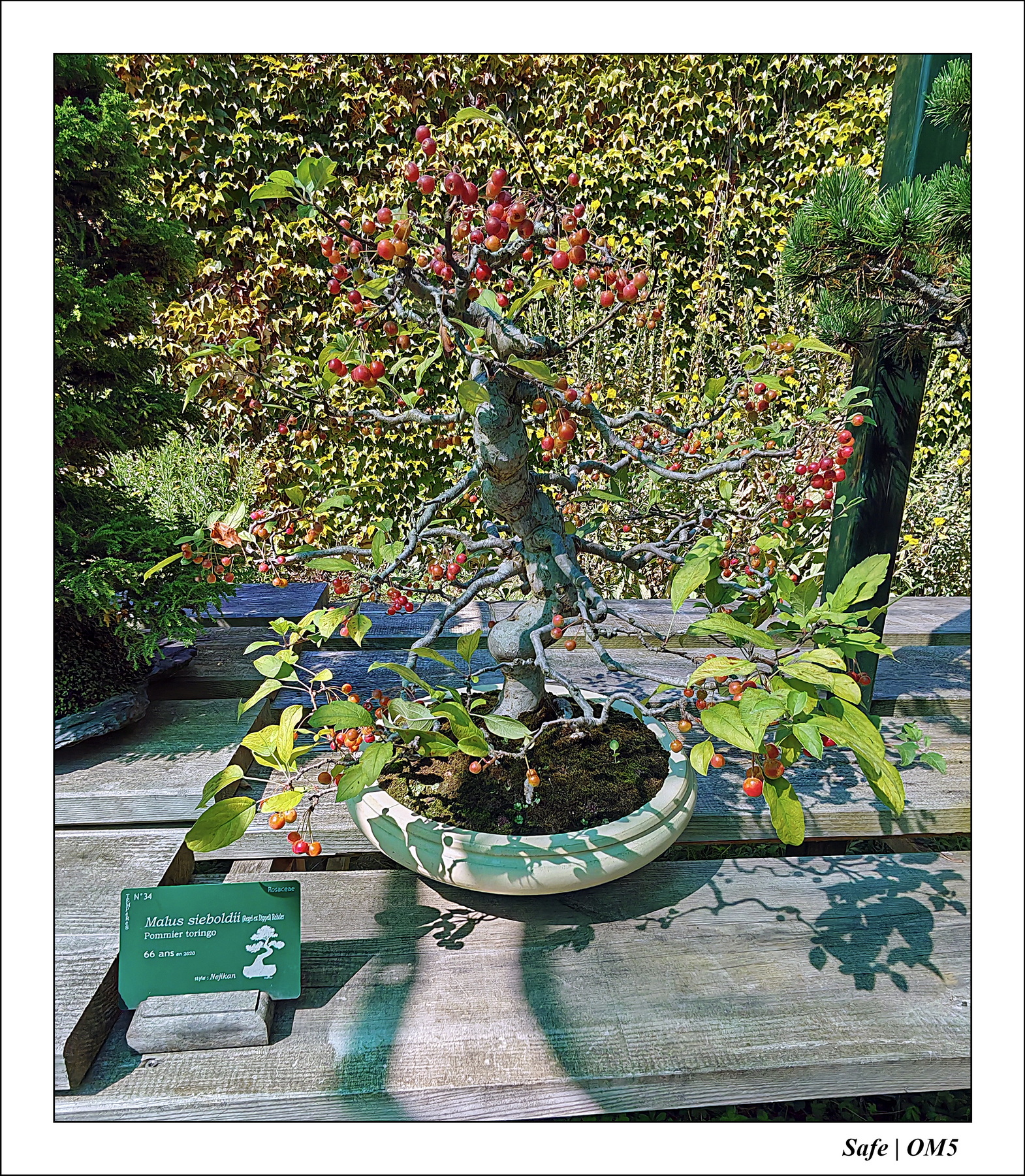 2025 - 08 - Vallée des loups - 07